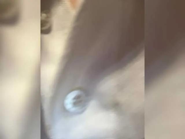 Annabelle11 from BongaCams