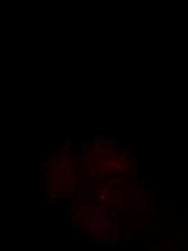 Bella-la from StripChat