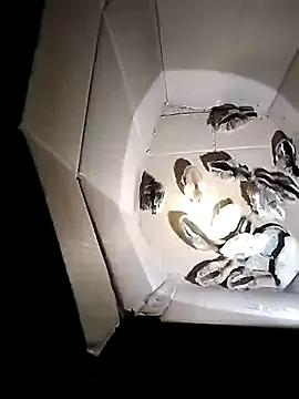 Soope-00 from StripChat